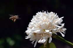 Растения притягивают пчел с помощью кофеина