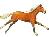 Лошадь напрокат S12634