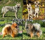 Chovatelska stanice ps: STŘÍPEK SNŮ