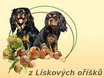 Chovatelska stanice ps: Z LÍSKOVÝCH OŘÍŠKŮ