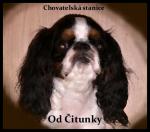 Chovatelska stanice ps: OD ČITUNKY