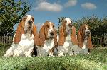 Chovatelska stanice ps: LADY BARNETT´S