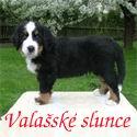Chovatelska stanice ps: VALAŠSKÉ SLUNCE