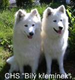 Chovatelska stanice ps: BÍLÝ KŘEMÍNEK