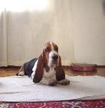 Chovatelska stanice ps: QUEEN´S HERMELIN