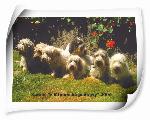 Chovatelska stanice ps: PETIT BASSET GRIFFON VENDÉEN