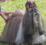 Chovatelska stanice ps: Z TIBETSKEJ RÍŠE